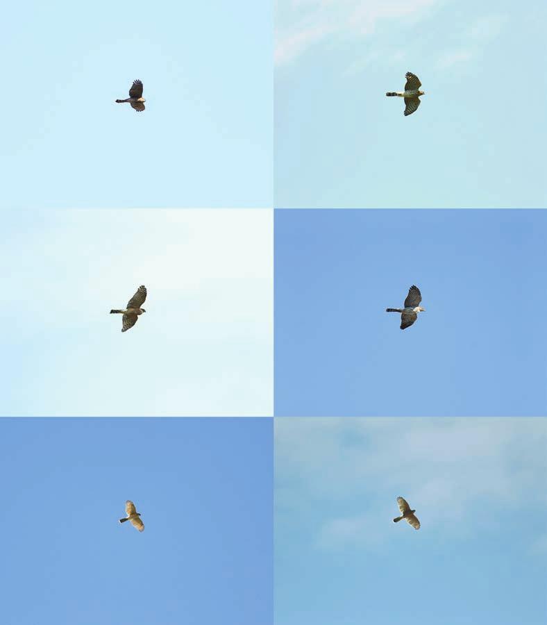 Cooper s Hawk 29 CH 04 - Many Sharp-shinned Hawks have rounded tail tips when closed (top left); Cooper s Hawks in spring often show squared tail tips when closed due to wear (top right).