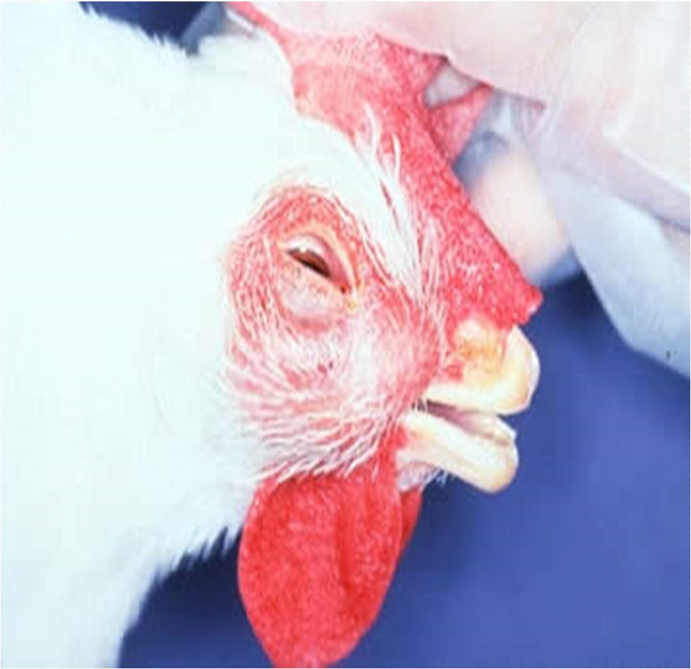 INFECTIOUS CORYZA FOWL CORYZA Highly contagious acute disease of upper