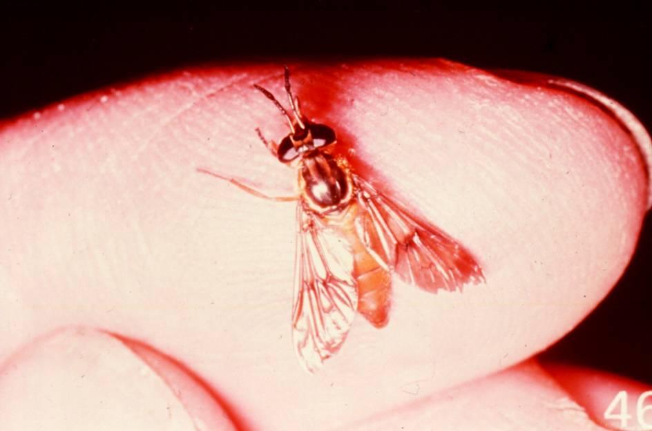 Loa loa Vector: Chrysops fly ( Tabanid fly family ) ( Deer