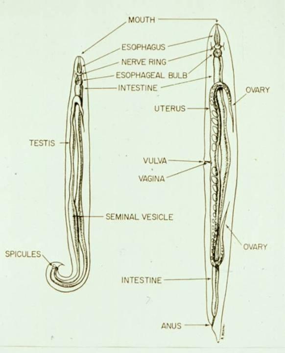 Generic diagram of Male and