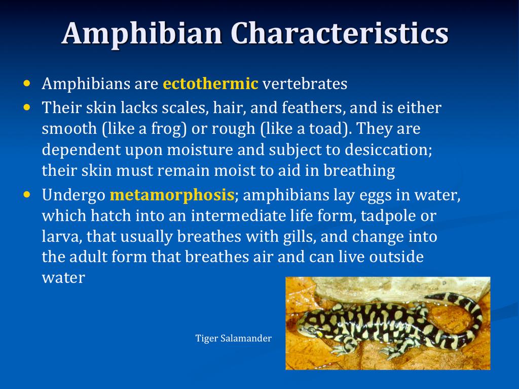 Amphibians include frogs, toads, newts, salamanders and limbless caecilians. Amphibians first appeared in the fossil record about 350 million years ago, evolving from a tetrapod ancestor.