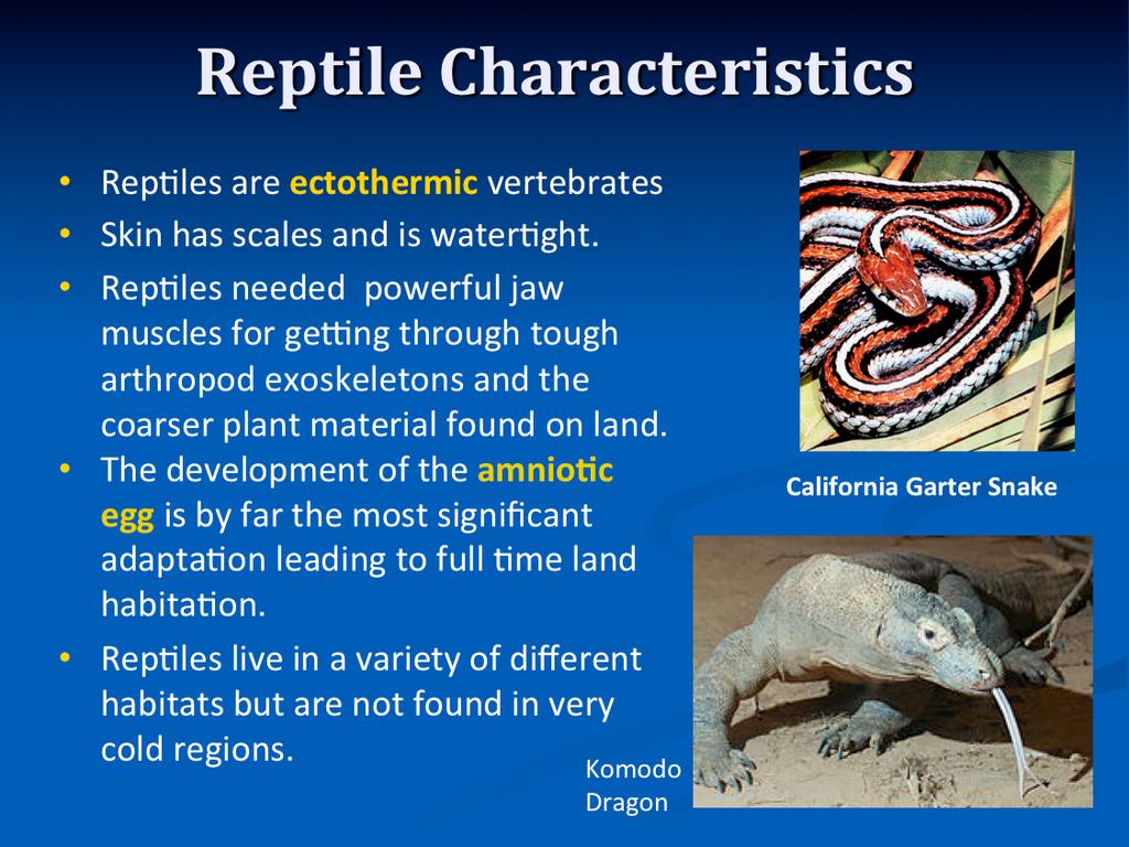 Reptiles are represented by lizards, snakes, turtles, tortoises, alligators, crocodiles and the tuatara.