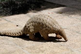 1 2 3 4 5 6 7 TRAFFIC Post Nearly 6,000 pangolins in illegal wildlife trade in India since 2009, finds TRAFFIC's latest study released on World Pangolin Day 2018 ingredient in traditional medicines