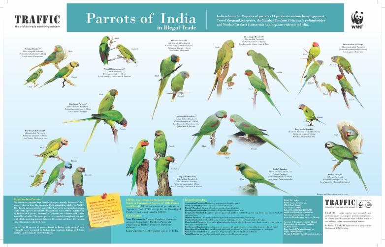 TRAFFIC ALERT TRAFFIC Post TRAFFIC adds... (Continued) Sharing an important position with parakeets and munias in illegal bird trade in India are the mynahs and starlings.