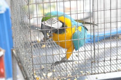TRAFFIC Post http://zeenews.india.com/news/sci-tech/bsf-seizes-rare-parrots-in-bengal_1566474.html http://sb.bsf.gov.in/pressrelease/201701/003-2017.pdf http://www.supernepal.