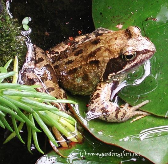 Did you also know frogs hibernate? Frogs bury themselves in mud at the bottom of the pond or in burrows. They also come out of hibernation when the weather gets warmer.