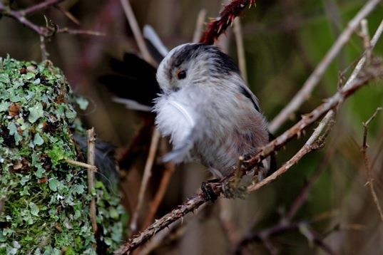 the Long Tailed Tit has a feather and the