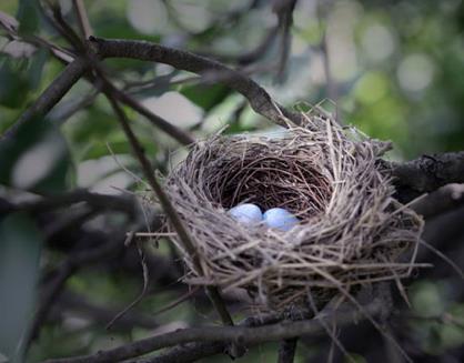 When the nests are built the birds lay eggs Bird nest with