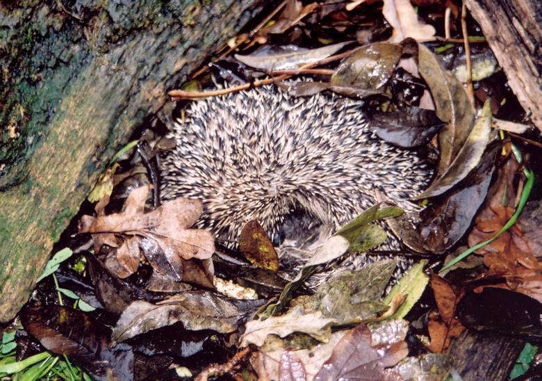 In spring animals come out of hibernation Do you know which animals hibernate? Hedgehogs make a nest out of dry leaves and grass. It takes several nights to build.