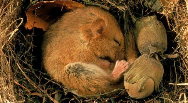 Did you think of any other animals that hibernate? In autumn the dormouse begins preparing for its winter hibernation by fattening up to almost twice its size on nuts and berries.