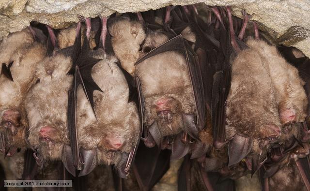 Bats also hibernate These bats are hibernating Two useful websites: A Year in the Life of a