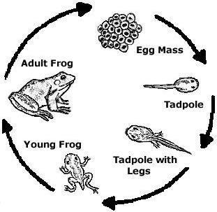 Frog life