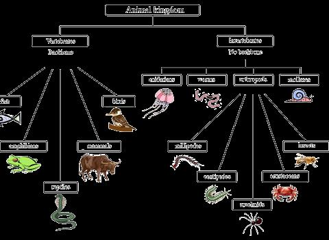 Know the 5 main groups of vertebrates It s not necessary to memorize every type of invertebrate. Just know worms/insects/spiders are part of this group & they have no backbone.
