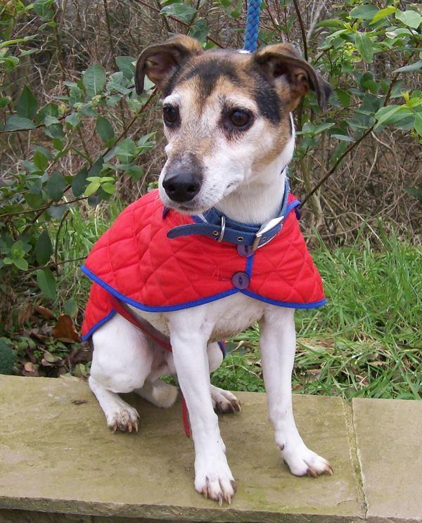 Gip is a Jack Russell Terrier, Male, 14 years 2 months old Gip is a