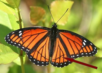 Viceroy male