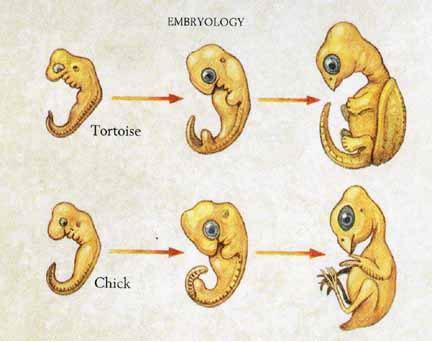structures during development all vertebrate
