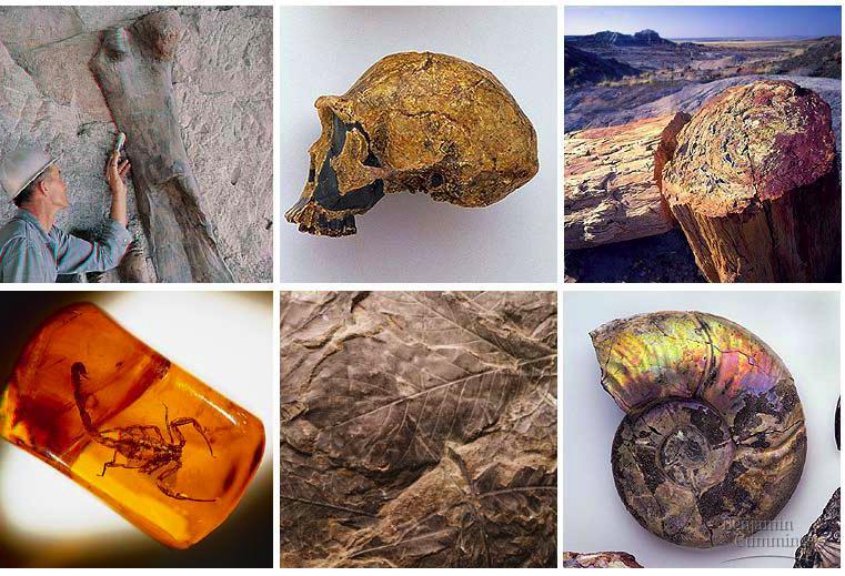 Fossils tell a