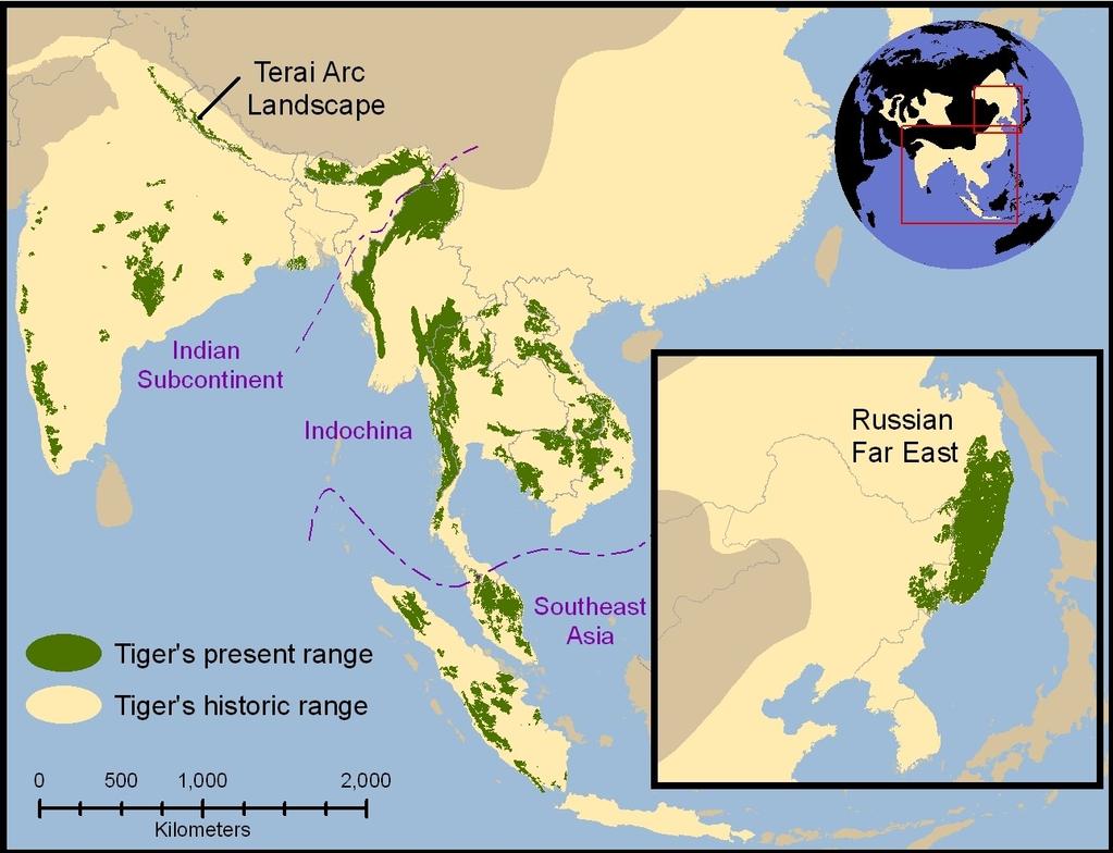 Tiger Distribution Tigers used to be found throughout Asia.