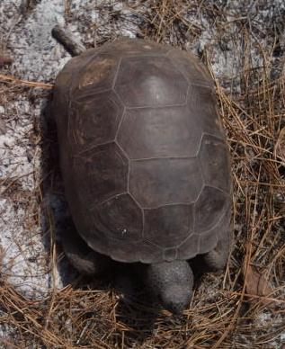 Figure 3 Gopher tortoise