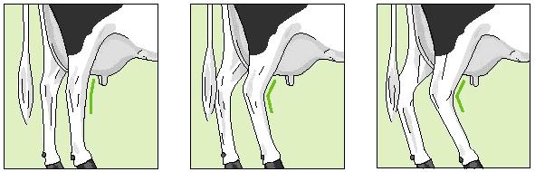 8. Rear Legs Set Ref. Point: Angle measured at the front of the hock.