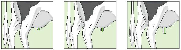 12. Teat Length Ref. Point: The length of the front teat.
