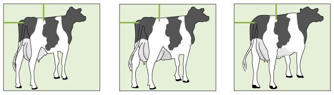 18. Body Condition Score Ref. Point: The covering of fat over the tail head & rump.