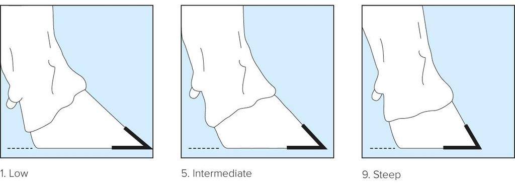 Point: Angle at the front of the rear hoof measured from the floor to the hairline at the right hoof.