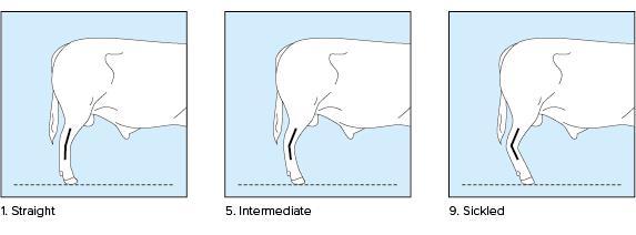 30. Rear Legs side view Ref. Point: Angle measured at the front of the hock 1 - Straight 9 - Sickled 31.