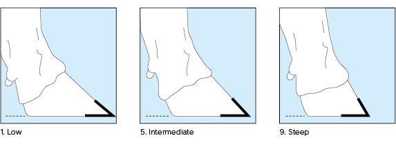 32. Claw Angle Ref. Point: Angle at the front of the rear hoof measured from the floor to the hairline.