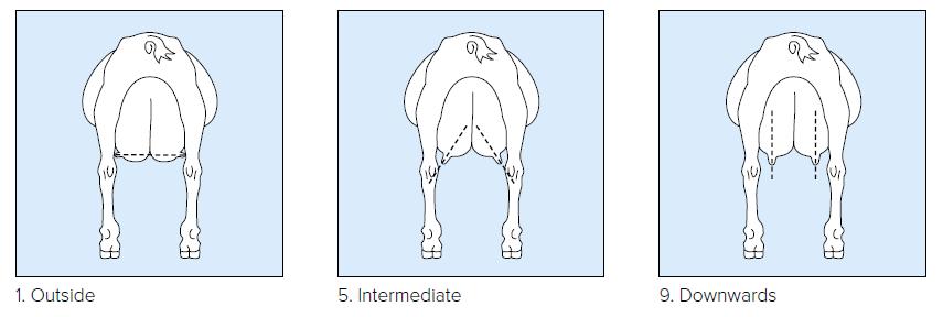 15. Udder Depth Ref. Point: The distance from the lowest part of the udder floor to the hock.