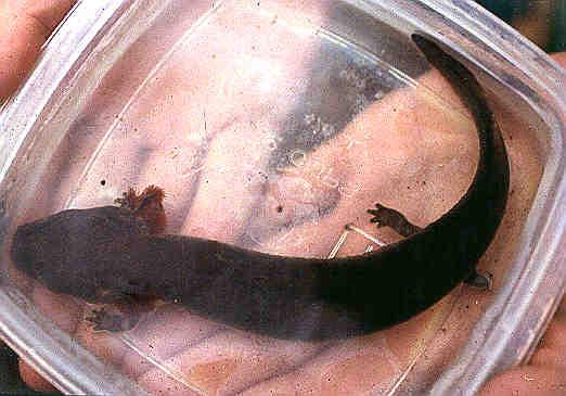 Salamanders and Newts Most are egg layers. Most have internal fertilization. Some have skin glands that secrete a bad- tasting substance.