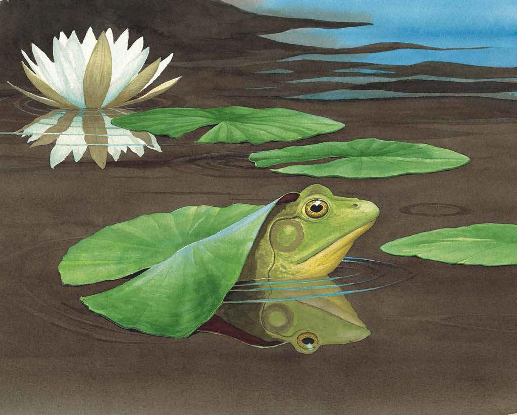 Most amphibians spend part of their lives in water.