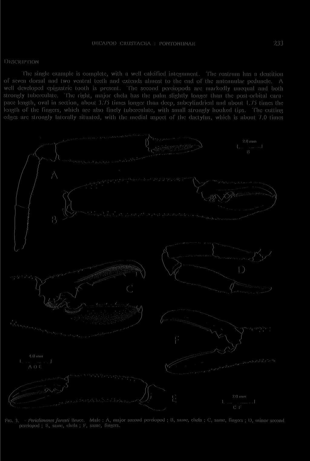 DECAPOD CRUSTACEA : PONTONIINAE 233 DESCRIPTION The single example is complete, with a well calcified integument.