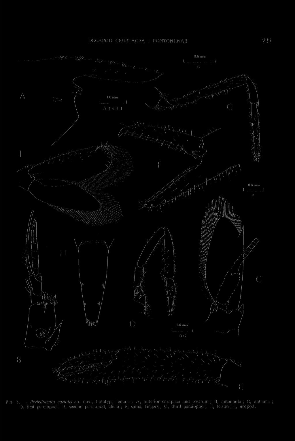 DECAPOD CRUSTACEA : PONTONIINAE 237 FIG. 5. Periclimenes coriolis sp. nov.