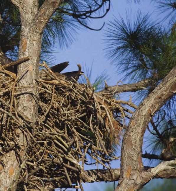 What do birds use to make nests? They use many different materials.