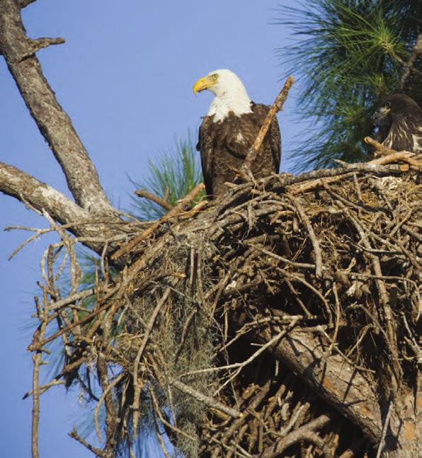 Eagles use big sticks to make giant nests. One nest can weigh more than a ton.