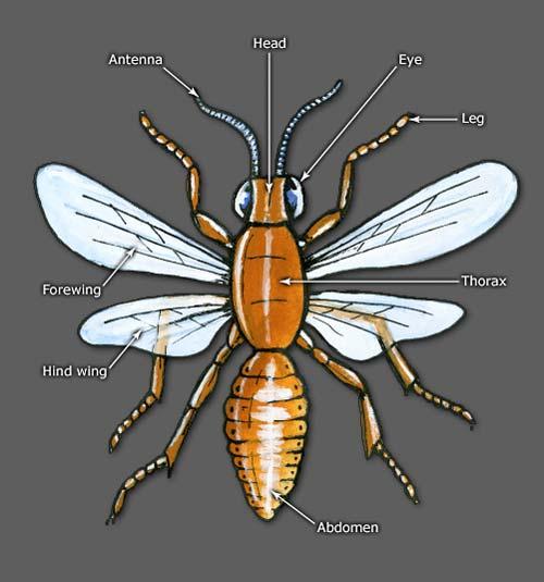 Insects have segmented bodies divided into a head, a thorax and an abdomen. The head carries a single pair of antennae at the front and a pair of compound eyes on the side.