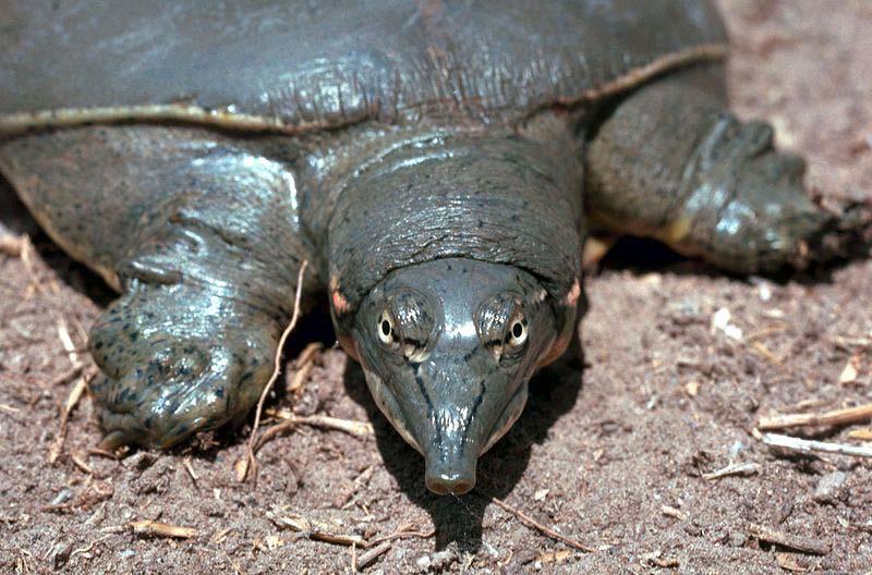 BEFORE THE TEXAS PARKS AND WILDLIFE DEPARTMENT PETITION TO END UNLIMITED COMMERCIAL HARVEST OF FOUR FRESHWATER TURTLE SPECIES Texas Spiny Softshell Turtle (Apalone spinifera