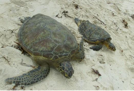 research include beach patrols, nest excavations, net releases and rehabilitation, among other tasks.