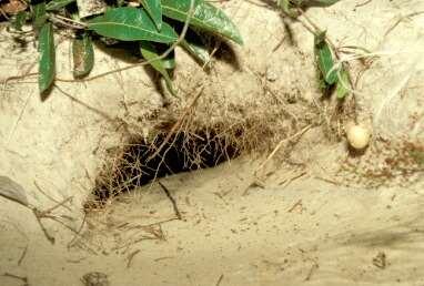 The Gopher Tortoise makes a comfortable burrow in the sand. N.