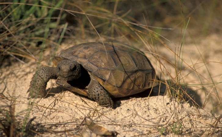 For instance, let s take a look at the Gopher Tortoise, champion