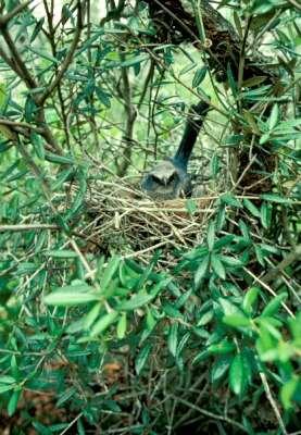 The tangled thicket of branches is the prime building site for a shady nest.