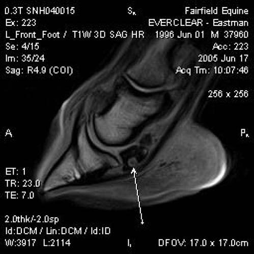 of the distal interphalangeal joint was only identified in 21 horses (21%).