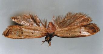 4. Forewing with a spot at anal fold....... S. issikii Forewing without spot at anal fold.... S. jiulianae 5. Hindwing without vein M 2 Atrichozancla sp. Hindwing with vein M 2 6 6.