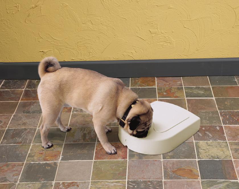 Health & Wellness Feeding systems Feeding systems provide pets with regular small meals of either dry biscuit or tinned food. This is how cats and smaller dogs would choose to eat, little and often.