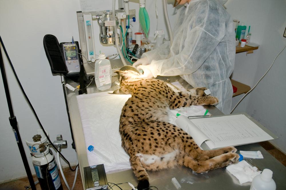 November 17-19 2008, Huelva (Spain) Conclusion The draft sanitary plan presented here is thought to be an important management tool to prevent Iberian lynx reintroduction failure due to infectious