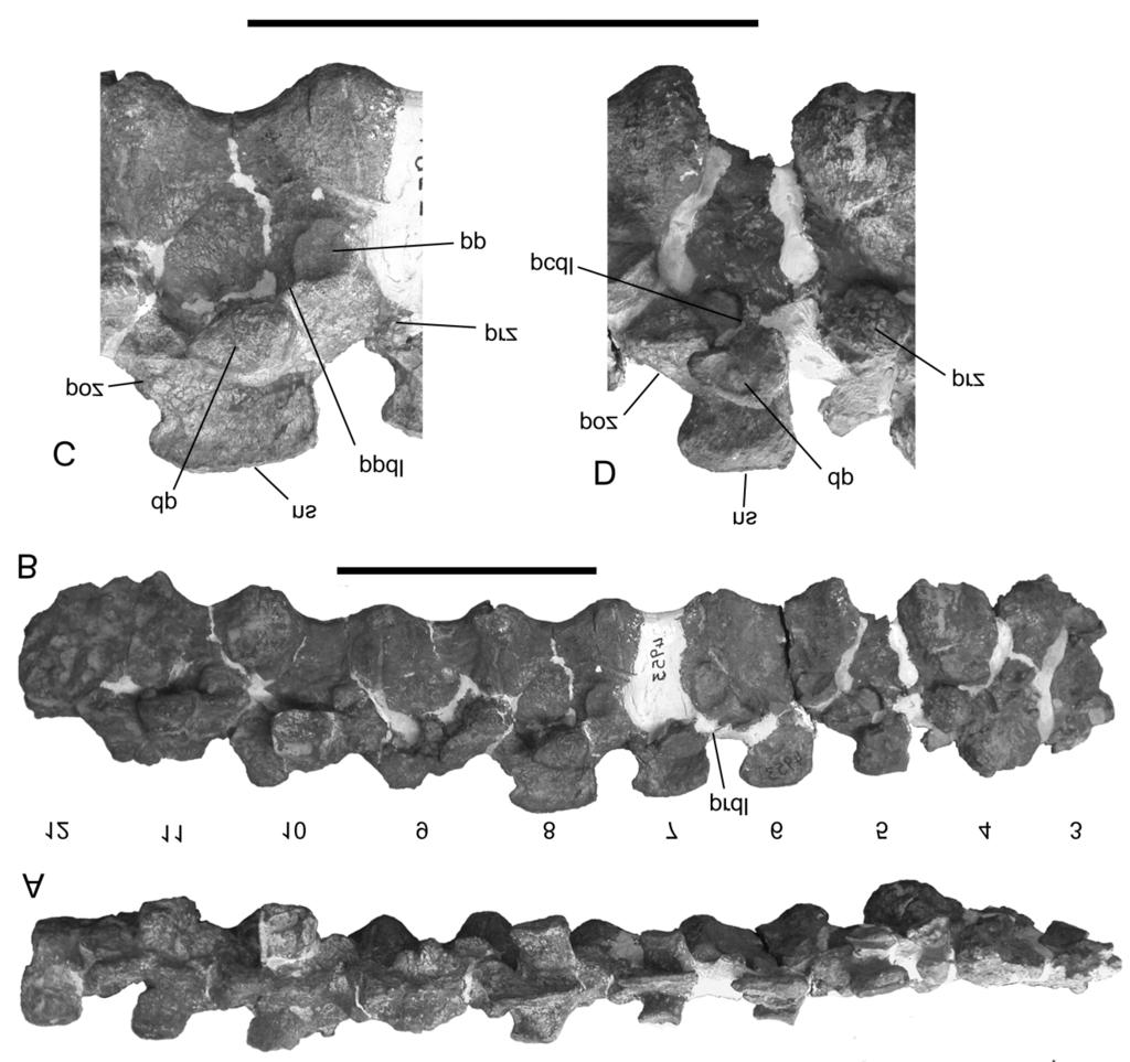 Figure 1. Articulated series of dorsal vertebrae of Prosauropoda indet. (BP/1/4953) in (A) dorsal and (B) right lateral views. C, 8th dorsal vertebra in right lateral view.