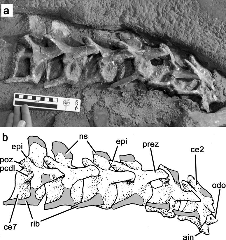 Monolophosaurus postcranium 15 Figure 2.