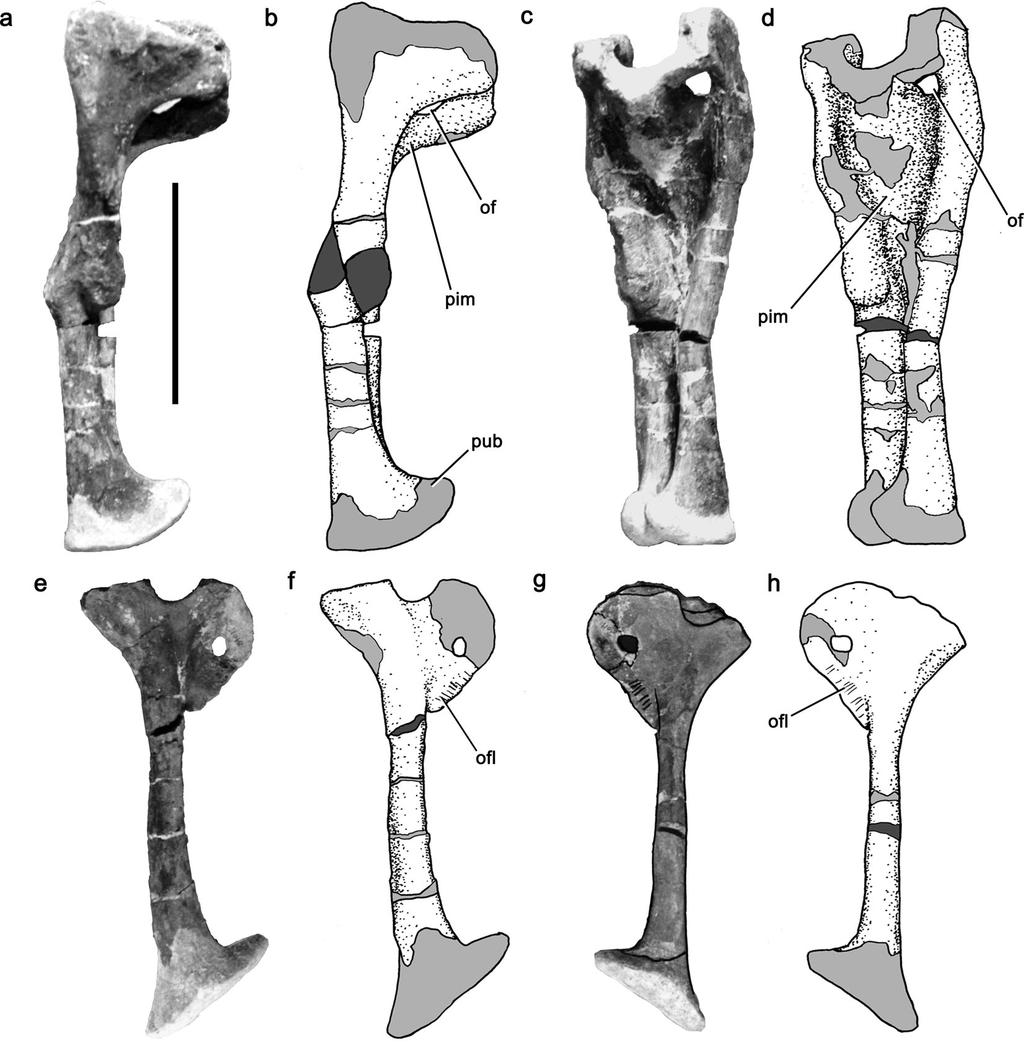 Monolophosaurus postcranium 19 Figure 8.
