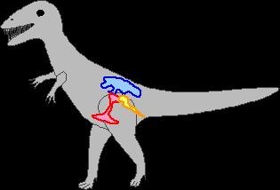 Williams 6 Eoraptor had a partially open acetabulum and five digits on its forelimbs (Martinez et al. 2012), two characteristics incredibly important to classification.